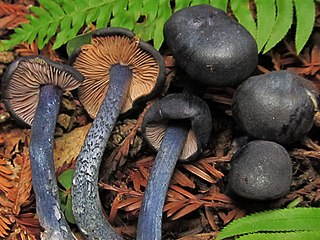 <i>Entoloma subcarneum</i> Species of fungus