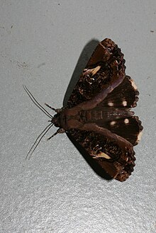 Ercheia pulchrivenula (Noctuidae Catocalinae) .jpg