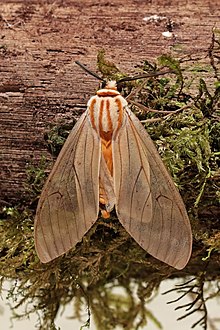 Эребид көбелегі (Amastus aconia rumina) .jpg