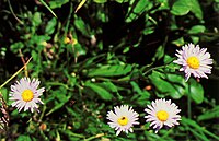 Erigeron peregrinus