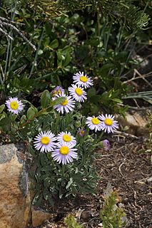 <i>Erigeron tener</i> Species of flowering plant