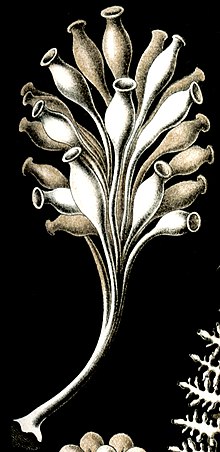 Ernstia gracilis.jpg