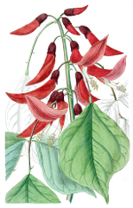 Thumbnail for Erythrina × bidwillii