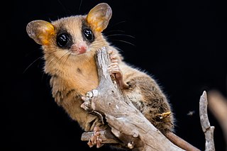 <i>Gracilinanus</i> Genus of marsupials