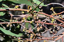 Okaliptüs sabulosa fruit.jpg