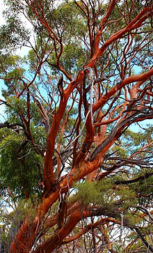 Eucalyptus salubris trunk and foliage Eucalyptus salubris or Gimlet gum.jpg