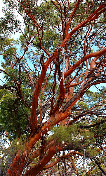 File:Eucalyptus salubris or Gimlet gum.jpg