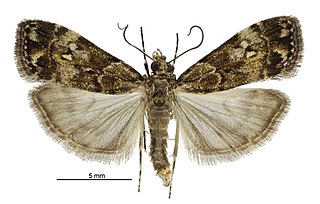 <i>Eudonia dinodes</i> Species of moth