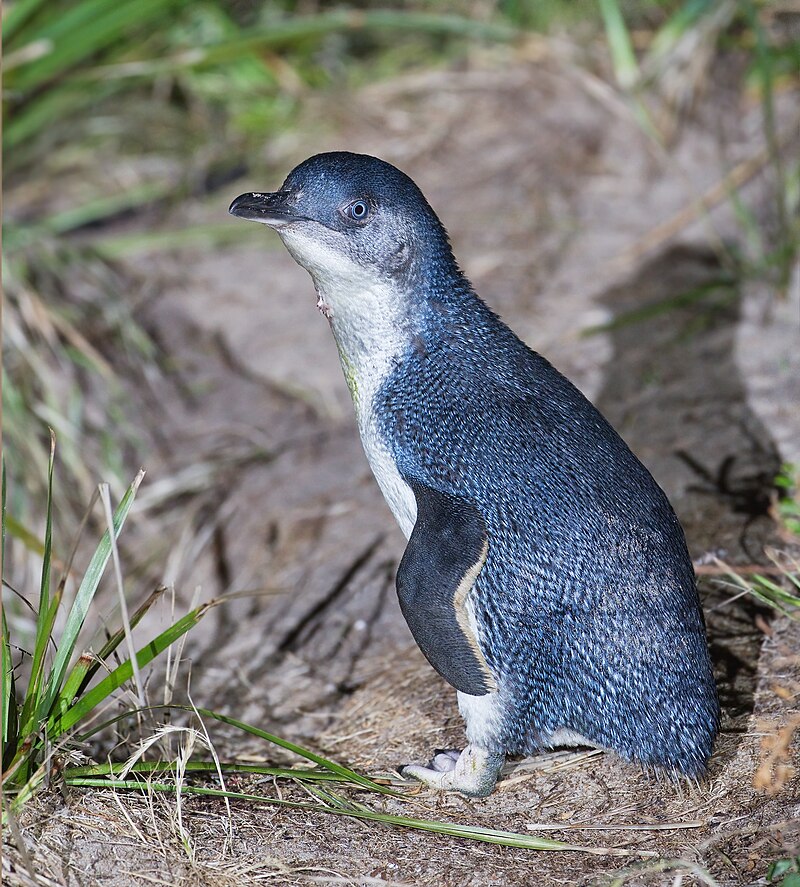 Dvergpingvin, Bruny Island, Tasmania, Australia Foto: JJ Harrison