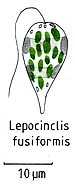 Lepocinclis fusiformis