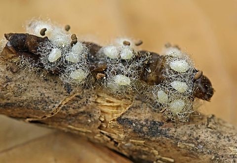 Euplectrus sp. cocoons on a Noctuidae caterpillar. The pupae are formed, they disposed of their larval exuvia. (2010-05-07)