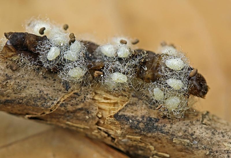 File:Euplectrus sp. - lifecycle B - 07 - pupae on a Noctuidae caterpillar (2010-05-07).jpg