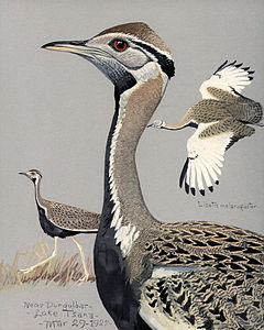 Nigraventra otido, el Album of Abyssinian Birds and Mammals (1930)