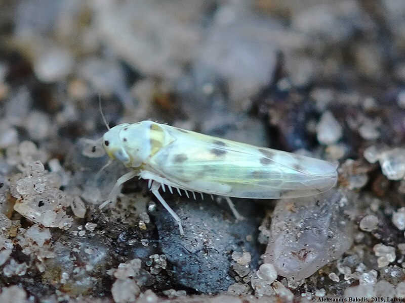 File:Eupteryx signatipennis 04.JPG