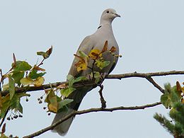 Pietinis purplelis (Streptopelia decaocto)