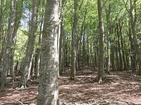 Oerbeukenbossen en oude beukenbossen van de Karpaten en andere regio's van Europa