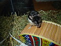 Image 1 Mouse on a wheel (from Template:Transclude files as random slideshow/testcases/2)