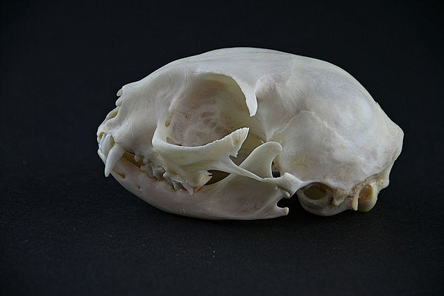 Skull of a European wildcat