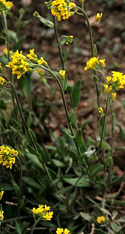 Felsenblümchen, Draba aurea 5804. 
 JPG