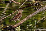 Thumbnail for File:Female red-winged blackbird (8518681333).jpg