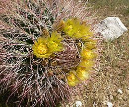 Ritininis ferokaktusas (Ferocactus cylindraceus)