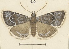 Fig 24 MA I437913 TePapa Plate-LII-The-butterflies full (cropped).jpg