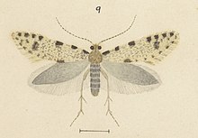 Fig 9 MA I437909 TePapa Plate-XLVIII-The-butterflies full (cropped).jpg