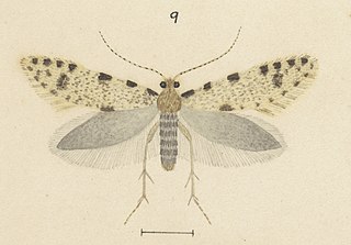 <i>Reductoderces cawthronella</i> Species of moth endemic to New Zealand