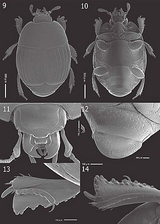 <i>Atholus coelestis</i> Species of beetle