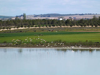 Flamencos en la Laguna Larga