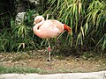 Chilean Flamingo in Zoo Frankfurt