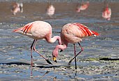 Two Phoenicopterus, or flamingos Flamingos Laguna Colorada.jpg