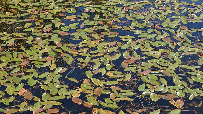 File:Floating-leaved Pondweed (Potamogeton natans) - Bærum, Norway 2021-06-23.jpg