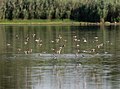 * Nomination Flock of sandpipers (mostly semipalmated sandpipers, Calidris pusilla) --Rhododendrites 22:52, 28 July 2022 (UTC) * Promotion  Support Good quality. --Jsamwrites 08:16, 29 July 2022 (UTC)