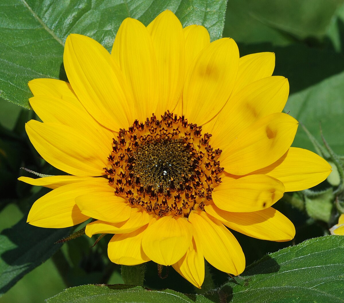 Flowers in a lot of colors and species