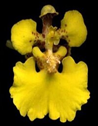 Rossioglossum