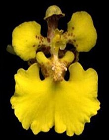 Flower of Rossioglossum ampliatum - Rspb.2013.0960-F1.large-right.jpeg