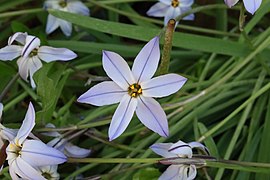 Spring starflower