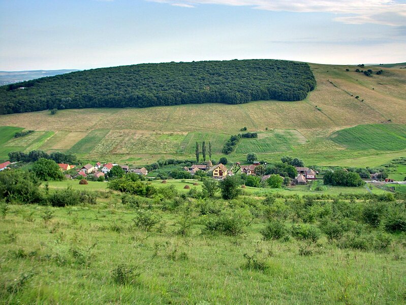 File:Forest - panoramio - paulnasca (34).jpg