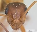 Formica dirksi casent0105597 head 1.jpg