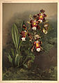 Oncidium harryanum (as syn. Odontoglossum harryanum) plate 49 in: Frederick Sander: Reichenbachia II, (1890)