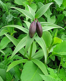 <i>Fritillaria camschatcensis</i> species of plant