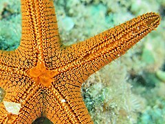 File:Fromia indica - Watsons Bay - Underside.jpeg (Category:Echinoderms of Queensland)