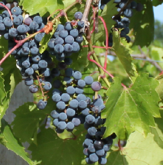 Landot noir was bred with a wild Vitis riparia vine growing in Minnesota to produce the hybrid grape Frontenac (pictured). Frontenac grapes.png