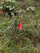 Fuchsia pringsheimii