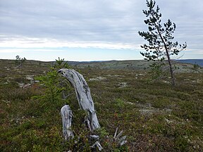 Landschaft des Fulufjellet-Nationalpark. fotograf: Gunn Oddny Olsen Haugen