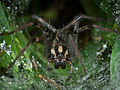 Funnel Web Spider