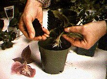 Cloned aeroponics transplanted directly into soil GTI-Aeroponic-propagation-1983.jpg
