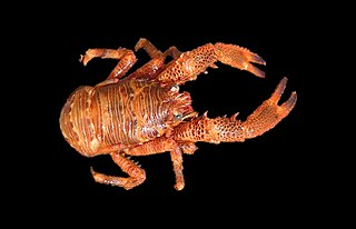 <i>Galathea squamifera</i> Species of crustacean