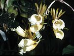 Galeandra lacustris Orchi 11.jpg